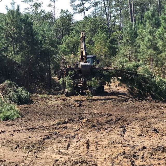 Tree Removal